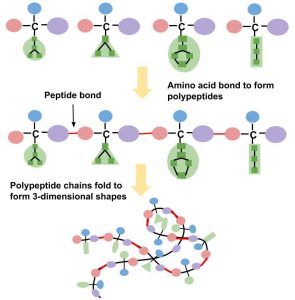 The Formation of Polypeptides