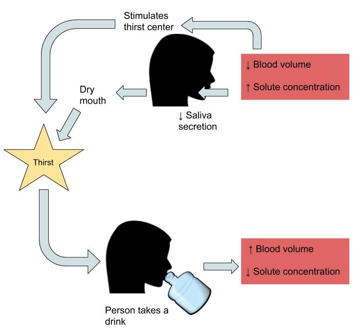 A diagram showing water intake regulation: decreased blood volume and increased solute concentration can both stimulate the thirst center OR decrease saliva secretion leading to dry mouth. Both which lead to Thirst. After drinking water, blood volume increases and solute concentration decreases.