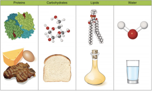 illustration of molecular structures and examplse of the 4 essential macronutrients needed for nutrition: proteins (cheese, eggs, meat), carbohydrates (slice of bread), lipids (a flask of oil), water (glass of water)