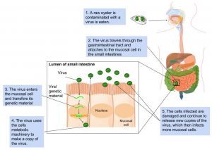 Viruses in the Human Body