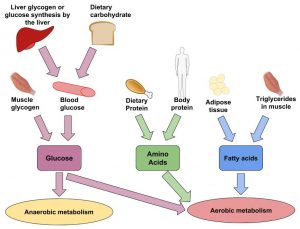 Fuel Sources for Anaerobic and Aerobic Metabolism