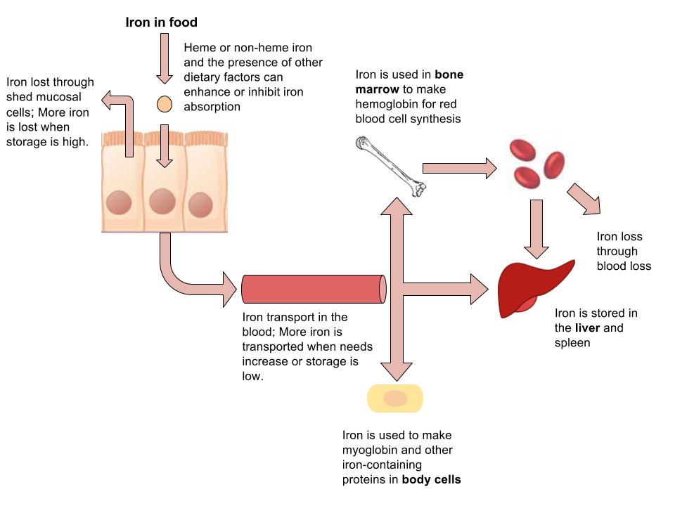 Iron absorption diagram