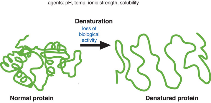 Illustration of a normal protein which goes though denaturation (the lose of biological activity with the agents of pH, temp, ionic strength, and solubility) and leads to a denatured protein