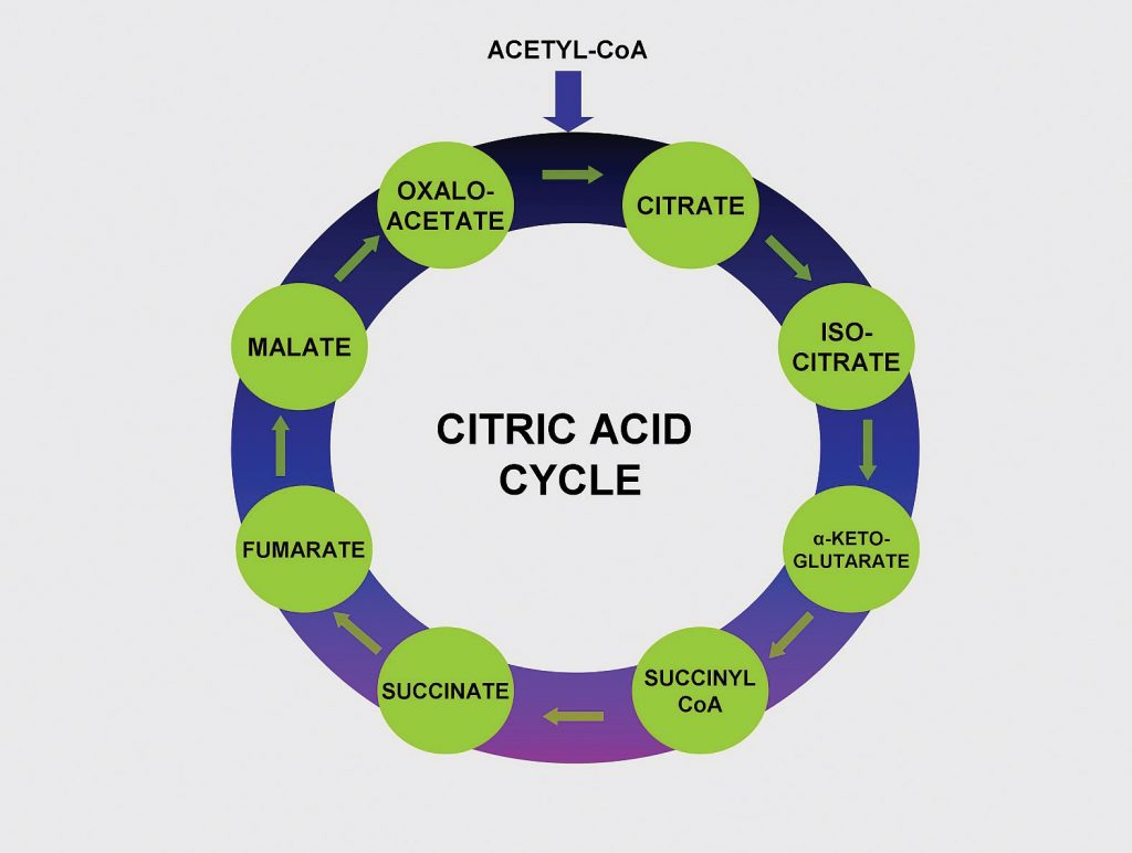 Citric acid cycle