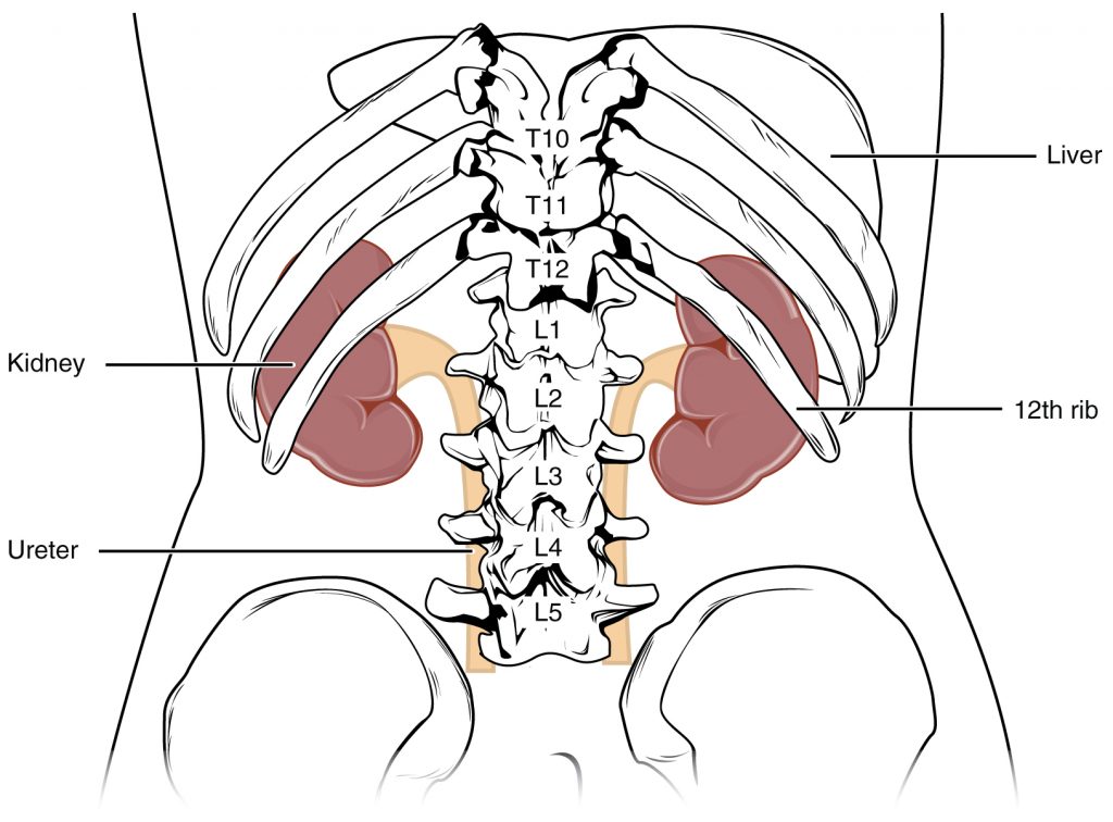 Illustration showing the kidney's location in the abdomen, protected by the ribs and connected by the ureters