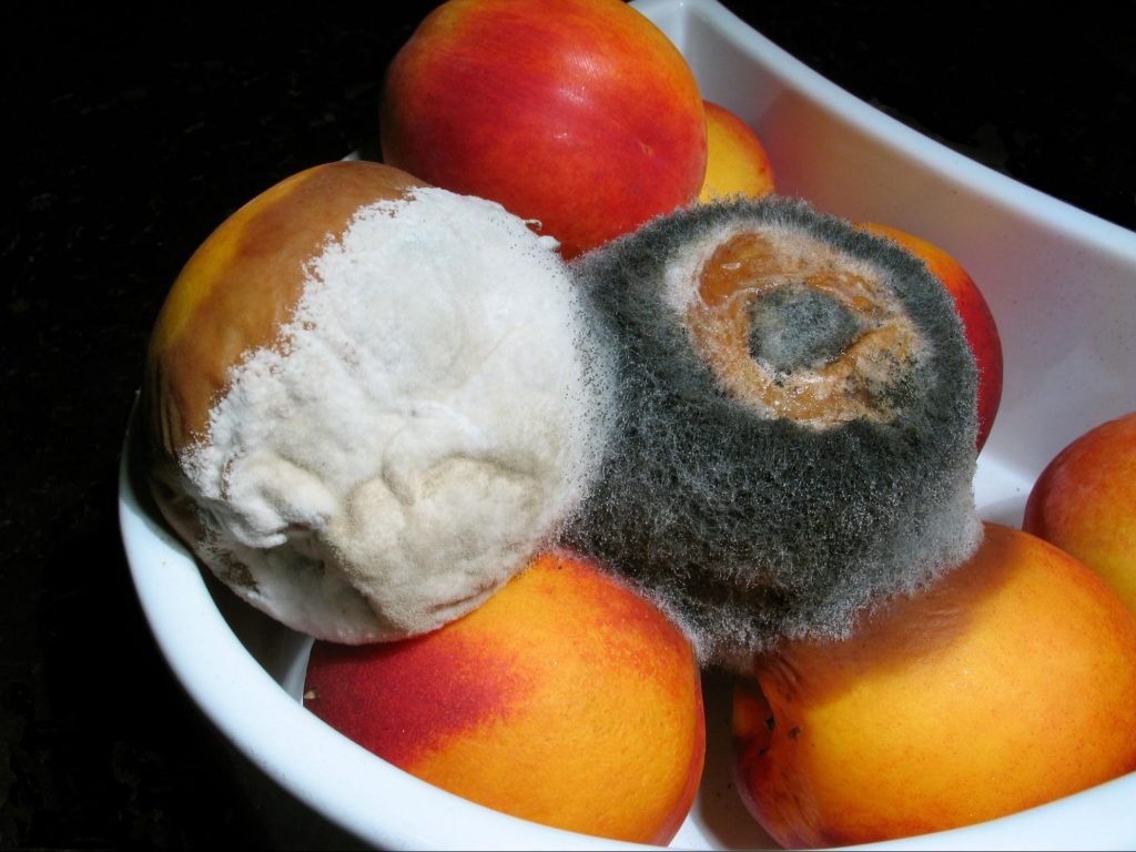 Mold growing on nectarines