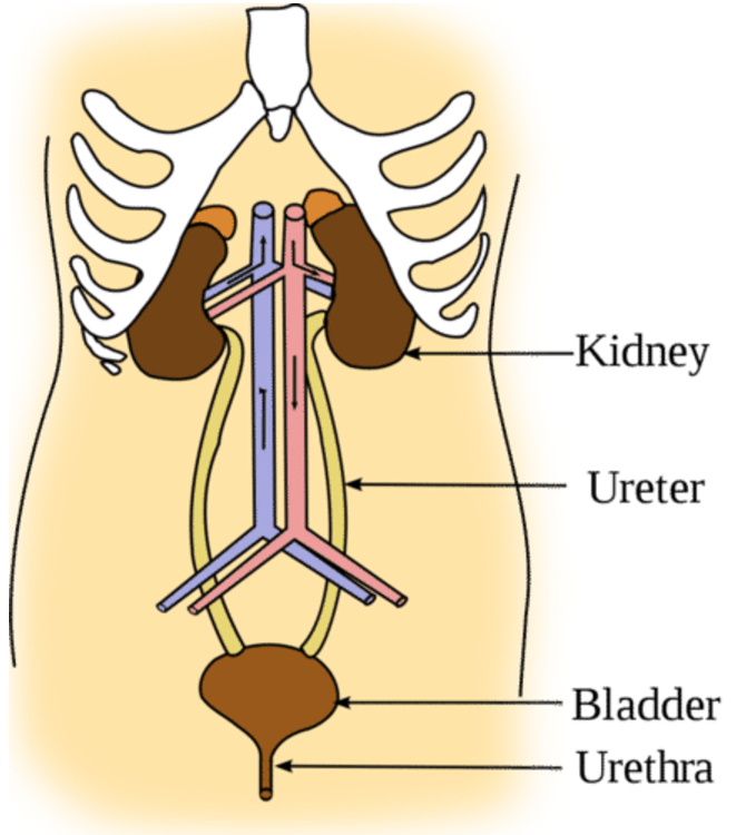 Illustration of human abdomen showing internal organs of the urinary system: kidney, ureter, bladder, urethra