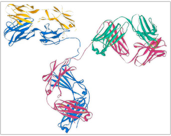 3D rendering of antibody proteins