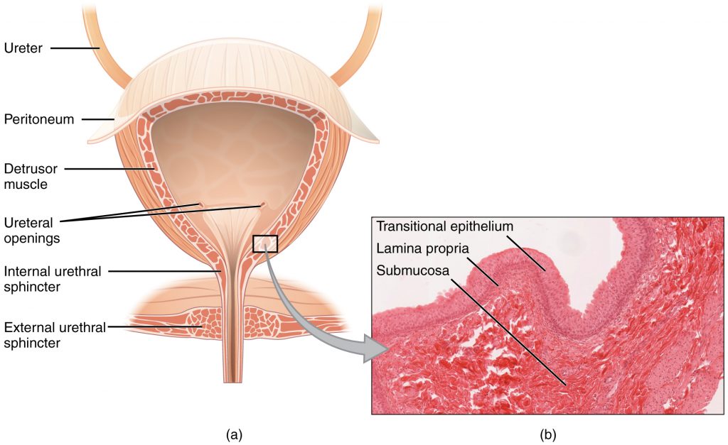 A detailed illustration of the bladder showing ureter, peritoneum, detrusor muscle, ureteral openings, internal urethral sphincter, external urethral sphincter. A cut away shows a detail of the internal urethral sphincter with transitional epithelium, lamina propria, and submucosa.