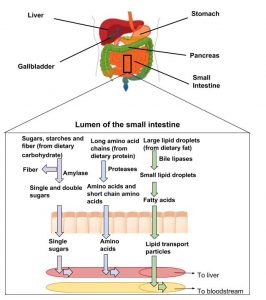 illustration of the close up view of the lumen of the small intestine where different macronutrients are broken down and either go to the liver or bloodstream.