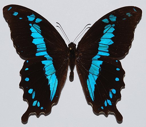 Swallowtail Butterfly (Papilio oribazus) (8539896308)
