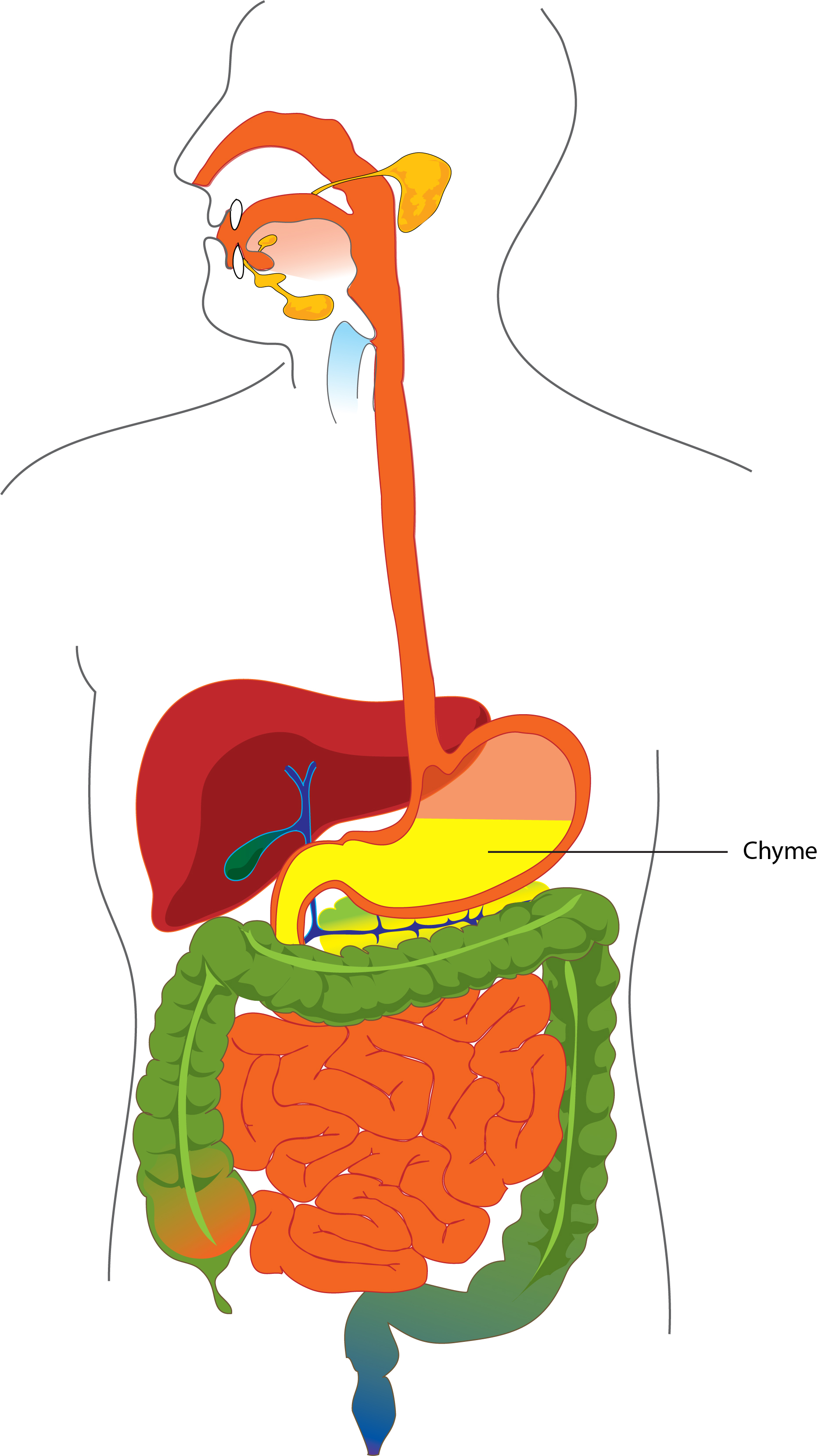 7.3 Protein Digestion and Absorption – Nutrition and Physical Fitness